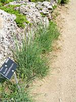 Allium Schoenoprasum (fam. Liliacees) (01) (Photo F. Mrugala)